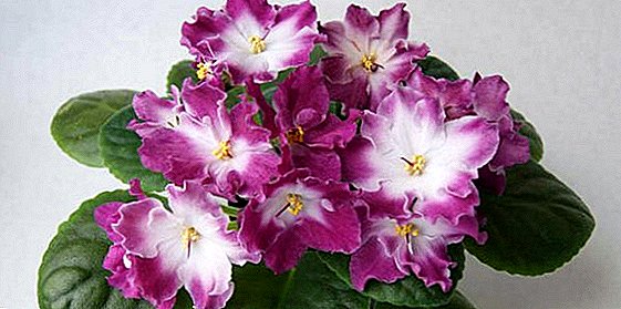 The most beautiful varieties of violets with a description and photo