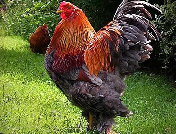 The largest breeds of chickens