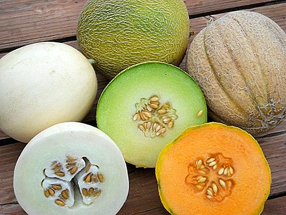 Las mejores variedades de melones ucranianos.