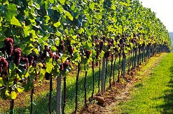Най-добрите съвети за засаждане на грозде през есента и пролетта