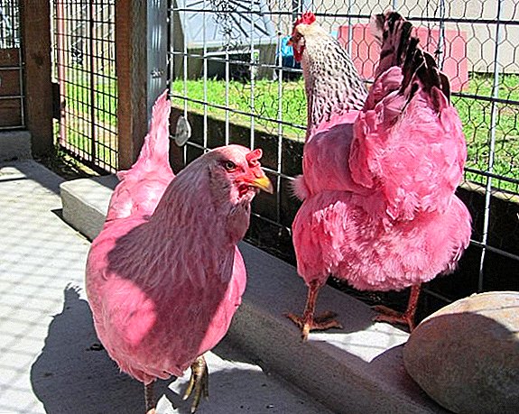The most unusual breeds of chickens