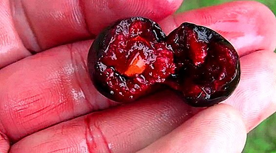The most dangerous pests of cherries and effective control of them.