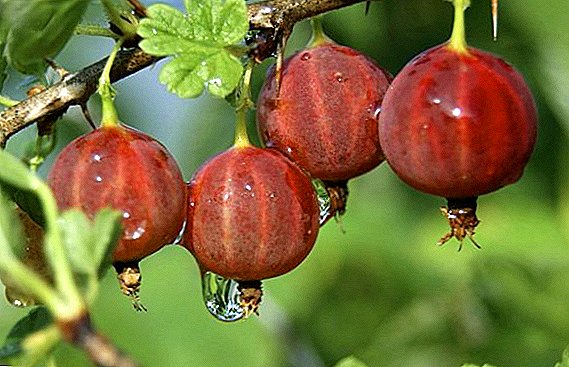 The most popular and best varieties of gooseberry