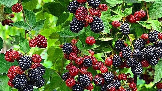 The most popular varieties of bearingless blackberries