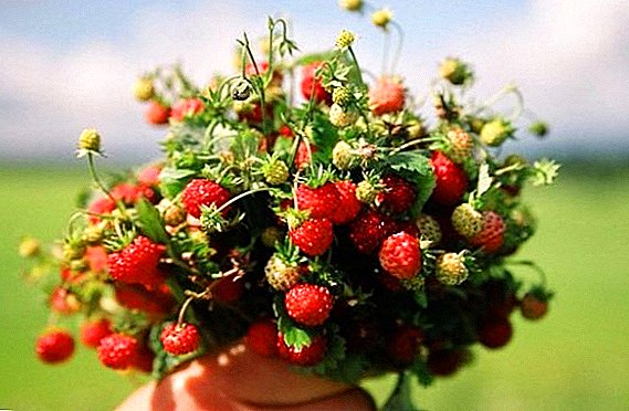 De mest populære sorter af tørre jordbær og jordbær