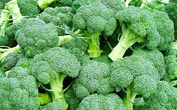 The most popular broccoli varieties