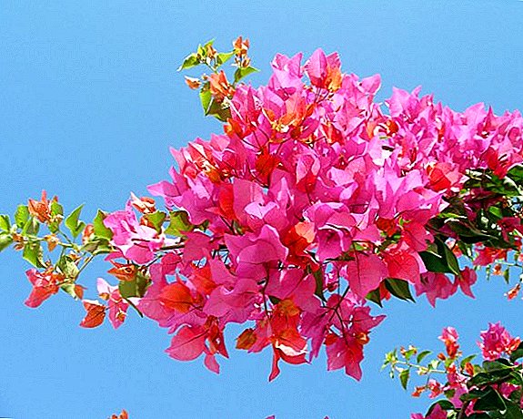 The most popular varieties and types of bougainvillea
