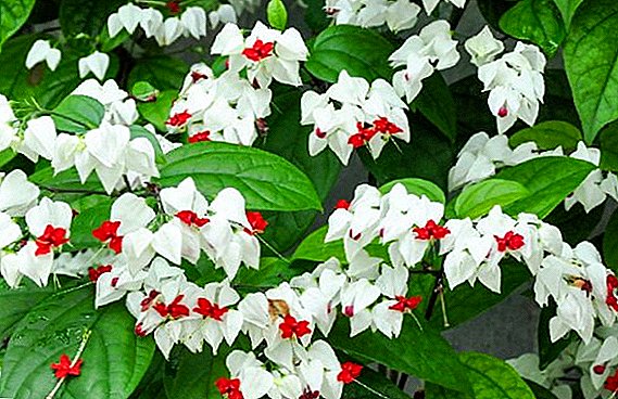 The most popular types of clerodendrum