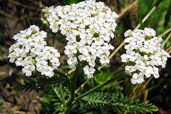 The most popular types of yarrow