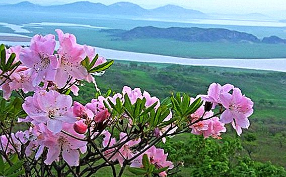 Les rhododendrons rustiques les plus populaires