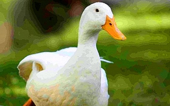 The most common breed of ducks