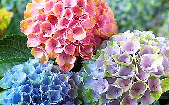 Các loại phổ biến nhất của hoa cẩm tú cầu, mô tả và hình ảnh