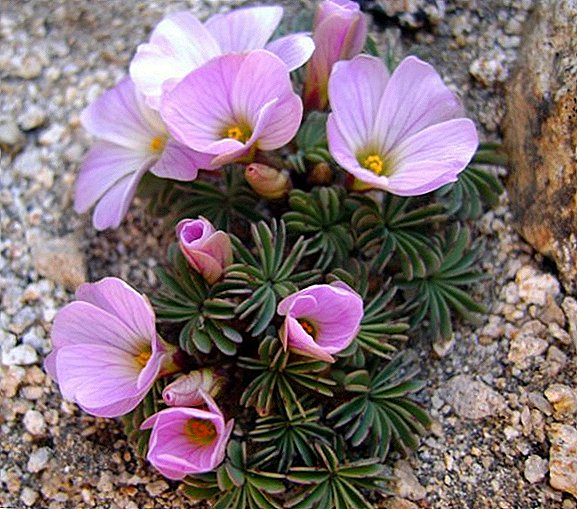 الأنواع الأكثر شيوعًا من الصخر الزيتي (وصف وصور للنباتات)