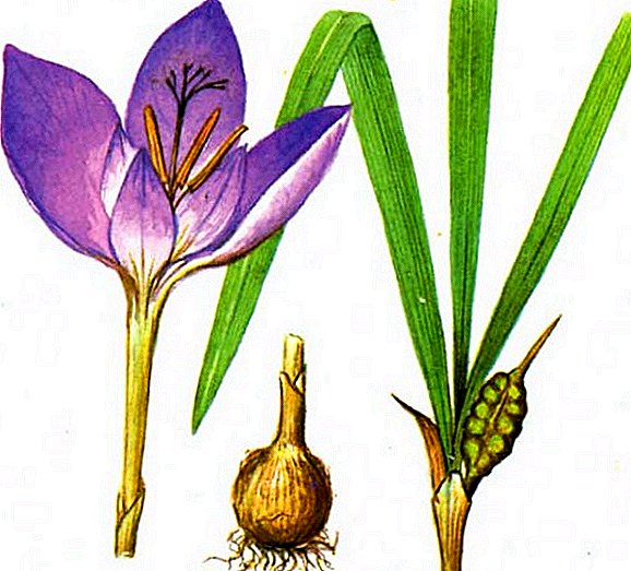 The most common types of crocuses
