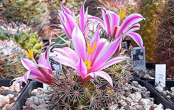 The most common types of mammillaria