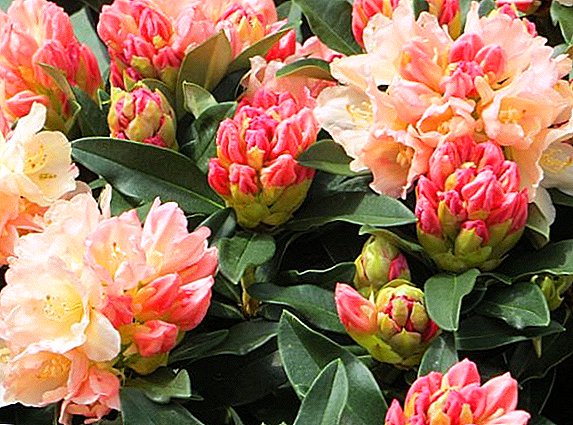 The most common types of rhododendron