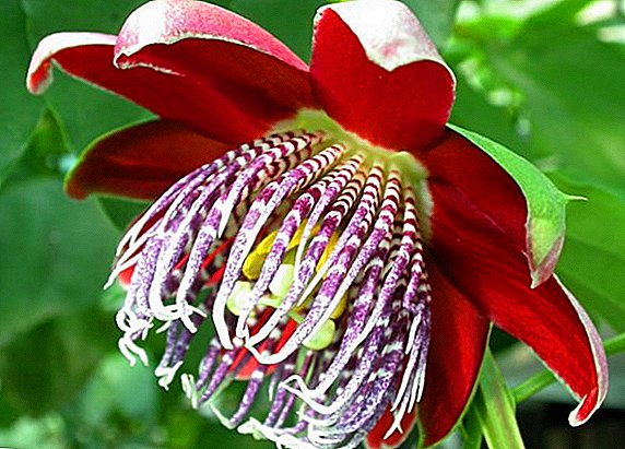 Les plus étranges fleurs du monde