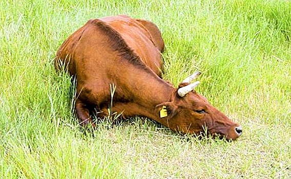 De fleste dyr og kød racer af køer i Rusland