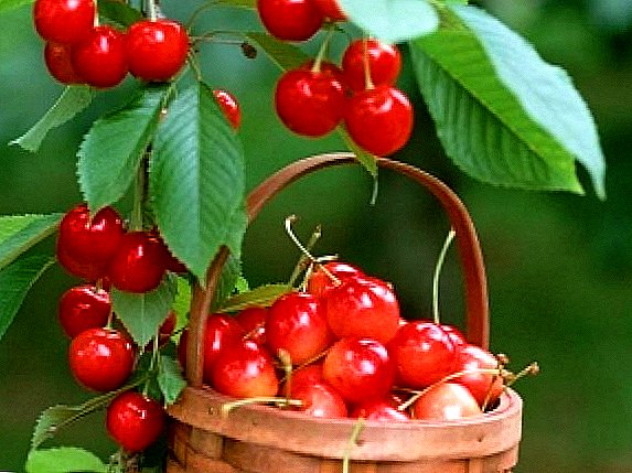 The most delicious varieties of sweet cherry