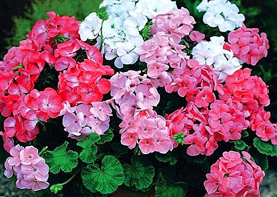 The most sought-after species of room geranium