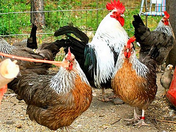 De mest æg racer af kyllinger