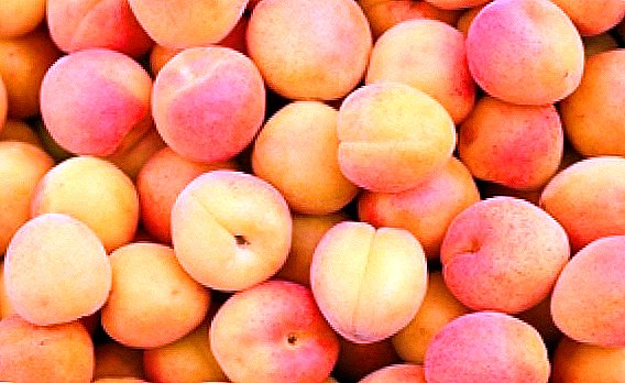 The best varieties of apricots