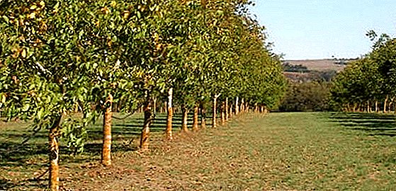 Le plus grand jardin de noix peut être admiré dans la région de Rivne