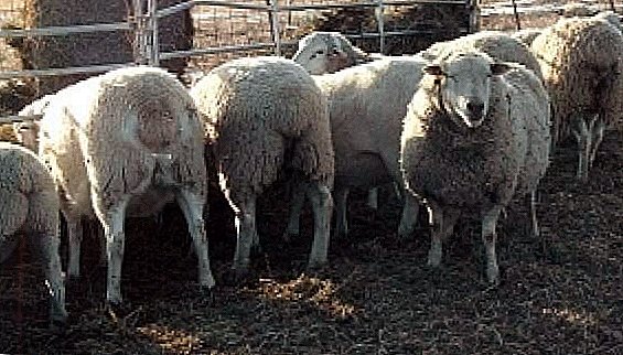 La granja más productiva con ovejas Gissar.
