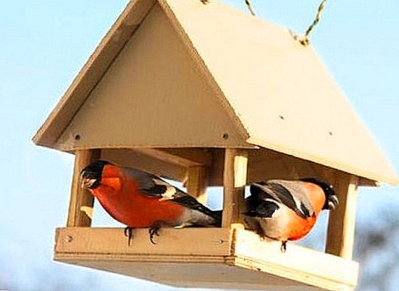 Independent production of bird feeders: exploring options