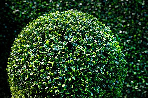 Boxwood: the secrets of successful cultivation