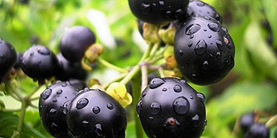 Sunberry: đặc tính có lợi và tác hại của quả mọng đối với cơ thể