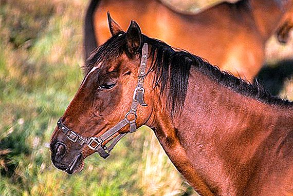 Sap in horses: symptoms, treatment and prevention
