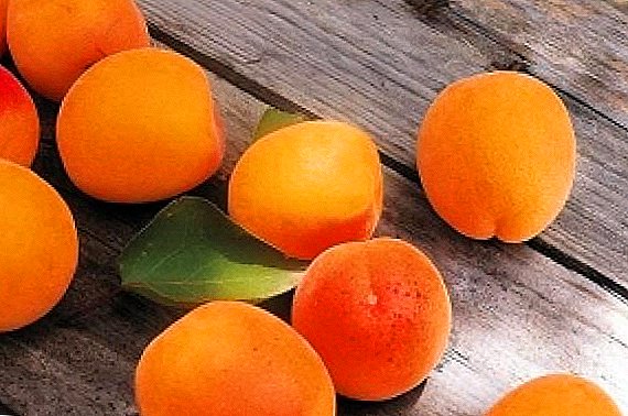 Tanaman aprikot pada musim bunga: petua terbaik
