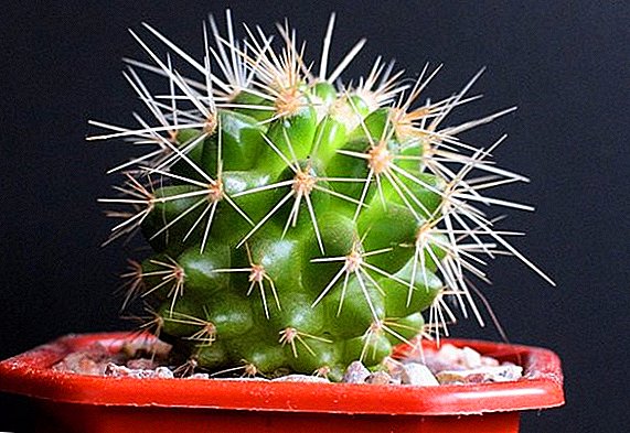 We plant and care for the cactus correctly