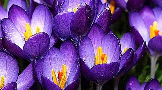 Plant and care for crocuses correctly