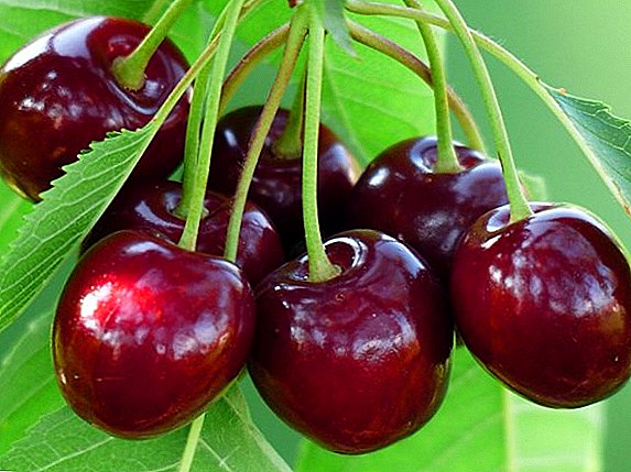 Planting cherries: Is it possible to grow a tree out of waste?