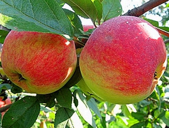 Vi plante æbletræ "Medunitsa": Alt om funktionerne i sorten, plantning og pleje