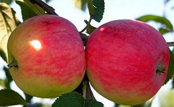 Apbūvējot ābolu "Melba": par šķirnes īpašībām un stādīšanas un kopšanas prasībām