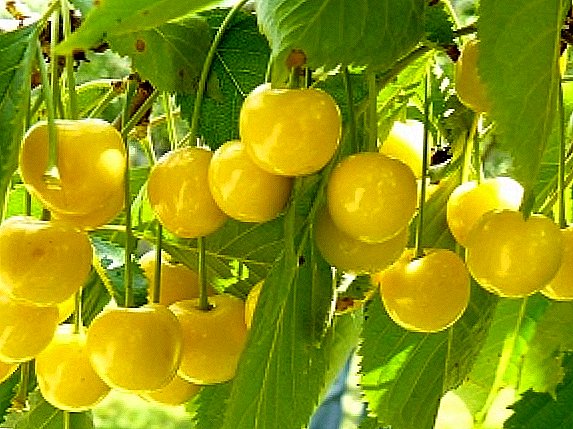 Piantiamo la ciliegia gialla nel giardino. Caratteristiche varietà e cura