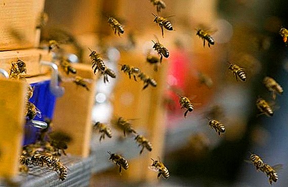 جمع غذاء ملكات النحل ، وكيفية الحصول على المنتج في المنحل