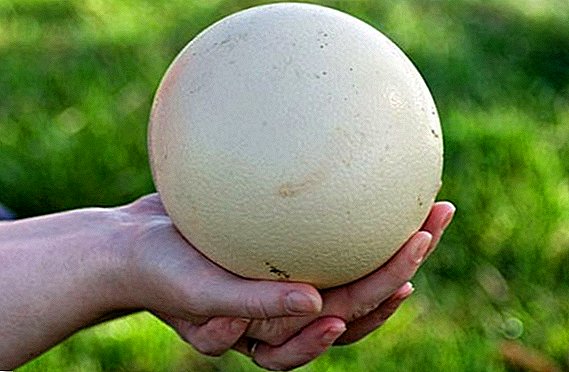Collection, time and storage temperature of ostrich eggs before incubation