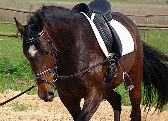 السرج للحصان: ما الذي يتكون منه ، وما هي أنواعه ، وكيفية القيام بذلك بنفسك