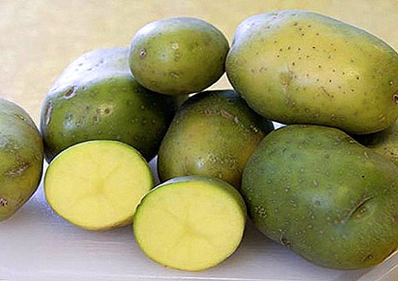 Whether green potatoes are edible: symptoms of poisoning and help