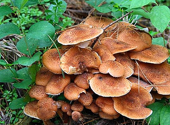 Edible mushrooms - a list with names, descriptions, photos