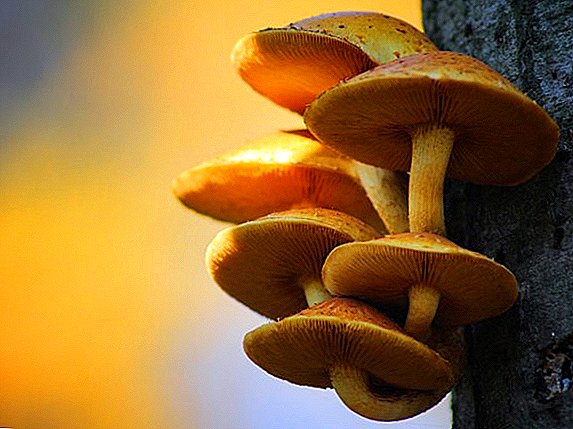 Essbare und giftige Pilze wachsen auf Bäumen