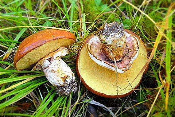 Edible boletus and their counterpart: how to distinguish false mushrooms