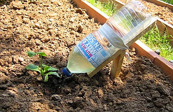 Die Geheimnisse der Tropfbewässerung aus Plastikflaschen mit eigenen Händen
