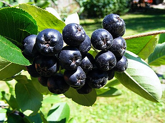 Secrets of planting and care for chokeberry (chokeberry)