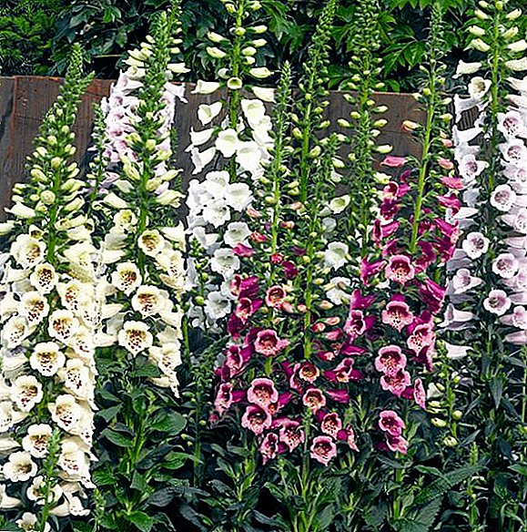 Secrets of planting and caring for digitalis