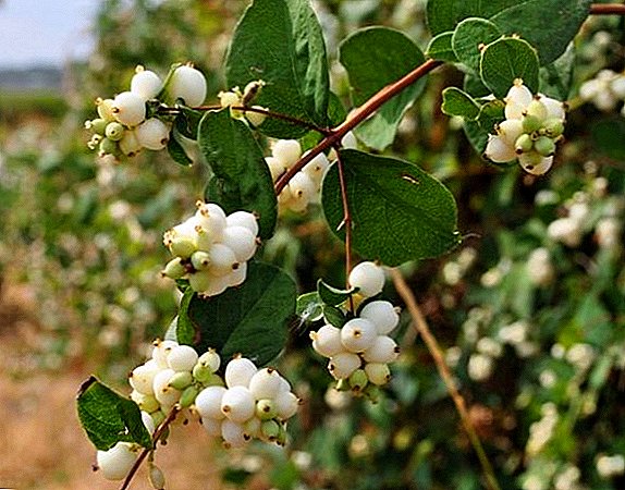 Secrets of planting and care for snowberry